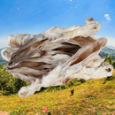 Canis Plus® Konijnenoren met vacht - 100g