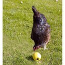 Savic kippenbal chicken fun