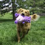 Honden speelgoed speeltjes Kong hond knots belly hippo medium/large