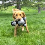 Honden speelgoed speeltjes Kong hond knots Belly gorilla medium/large