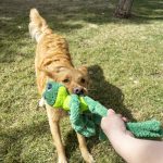 Honden speelgoed Kong Kong Kong knots frog large/ extra large
