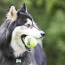 Honden speelgoed Kong hond Squeakair tennisbal met piep en touw, medium.