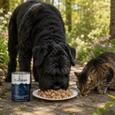 Honden voeding Canagan Salmon & Herring