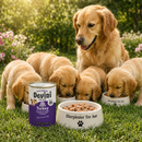 Honden voeding Devini Blikvoeding Hond Turkey 400 Gram