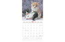 Kalender 27 Kittens