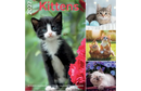 Kalender 27 Kittens