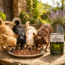 Honden voeding Canagan lam casserole blik 400 gram