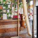 Katten Quapas Klimzak