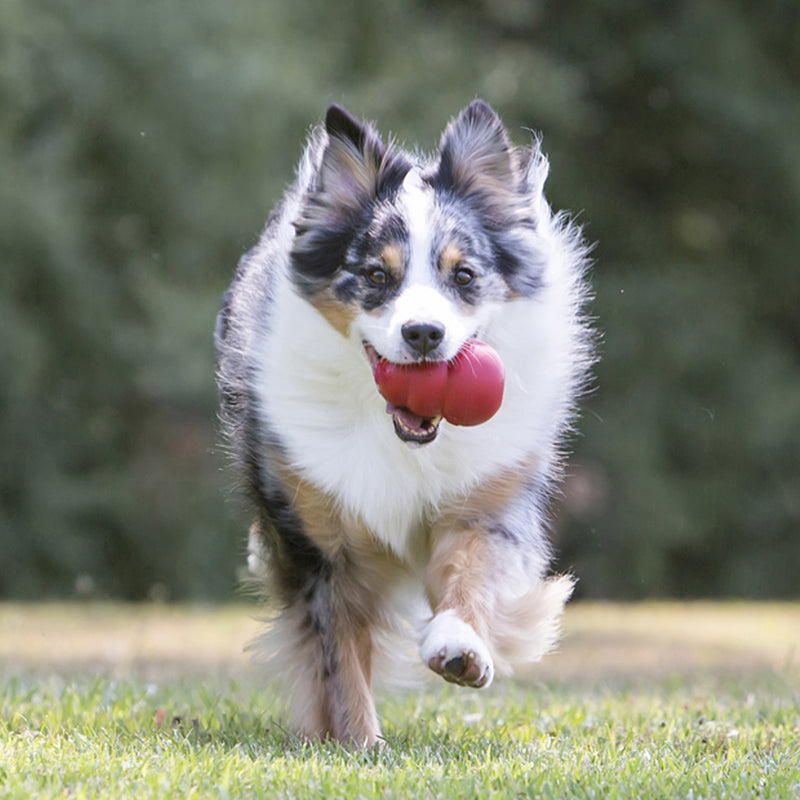 Kongen hond Classic rubber