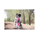 Honden speelgoed Kong Kong hond Floppy Knots Fox