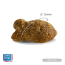 CaroCroc With Fish 31/18