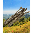 Naturavetal Canis Plus Vishuidrepen (5 stuks)