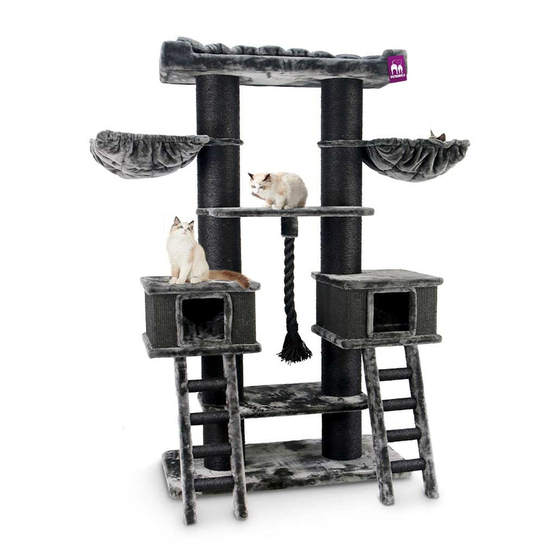 PetRebels The Rebels Ragdoll 200