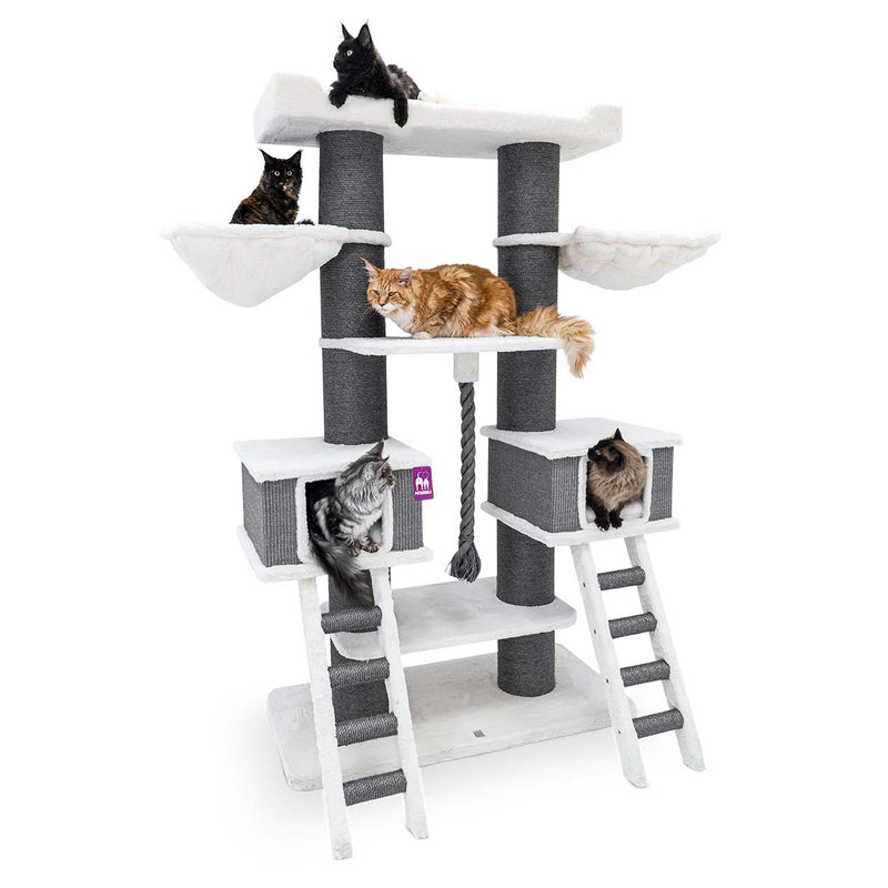 PetRebels The Rebels Ragdoll 200