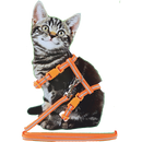 Katten tuig Boon Kittentuig nylon met lijn neon, oranje reflecterend.